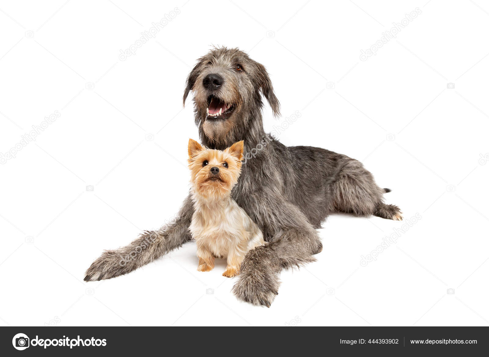 Irish Wolfhound Yorkshire Terrier Front White Background Stock Photo by