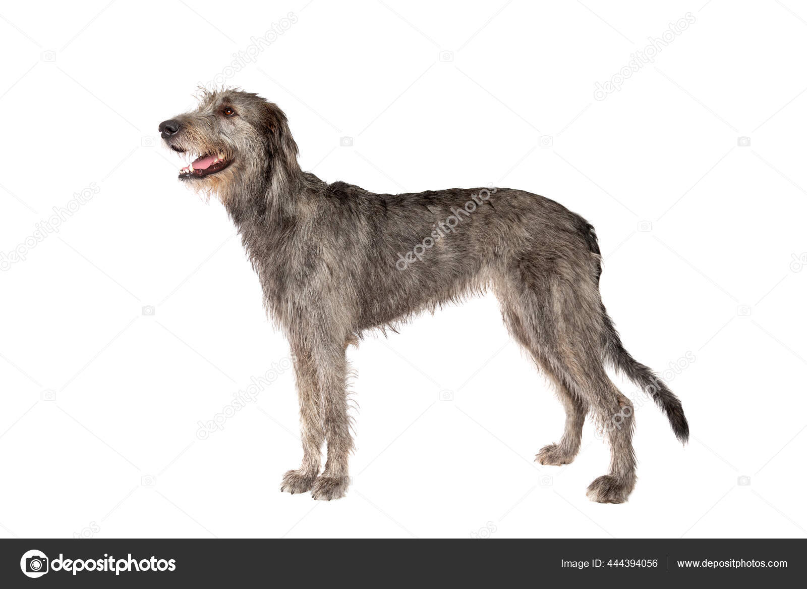 Irsk Ulvehund Foran Hvit Bakgrunn – stockfoto © eriklam #444394056, image size:1600x1167