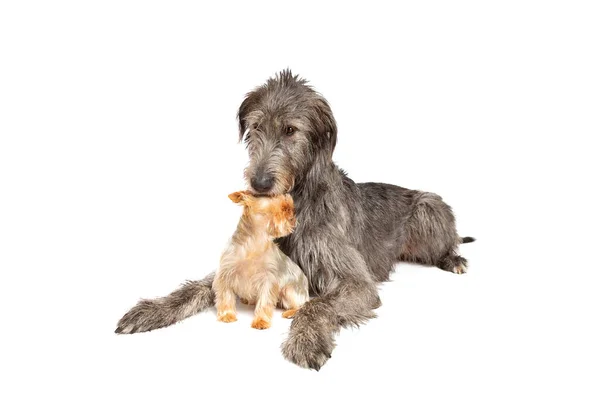 Irish Wolfhound Yorkshire Terrier Voor Een Witte Achtergrond — Stockfoto