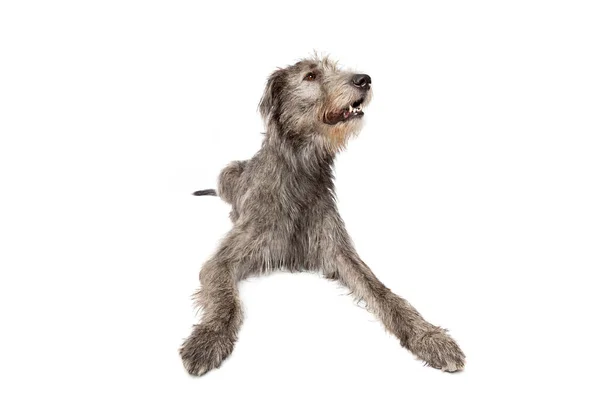 Irish Wolfhound Frente Fundo Branco — Fotografia de Stock