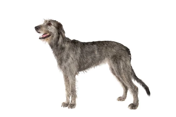 Irish Wolfhound Frente Fundo Branco — Fotografia de Stock