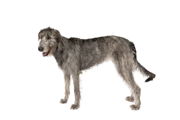 Irish Wolfhound Front White Background Stock Photo