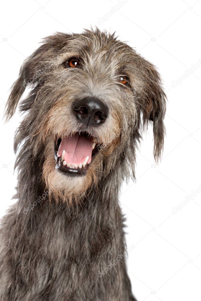 Irish wolfhound in front of a white background