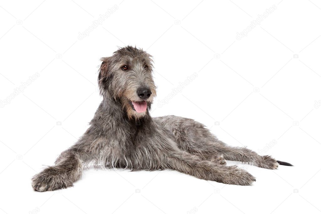 Irish wolfhound in front of a white background