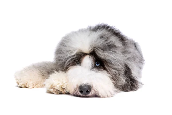 Sheepadoodle Cane Fronte Uno Sfondo Bianco — Foto Stock