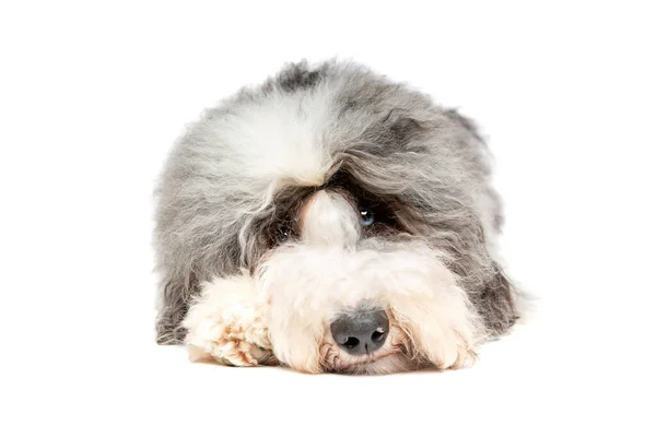 Foto De Stock Old English Sheepdog, Royalty-Free