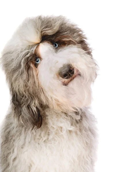 Sheepadoodle Pies Przed Białym Tle — Zdjęcie stockowe