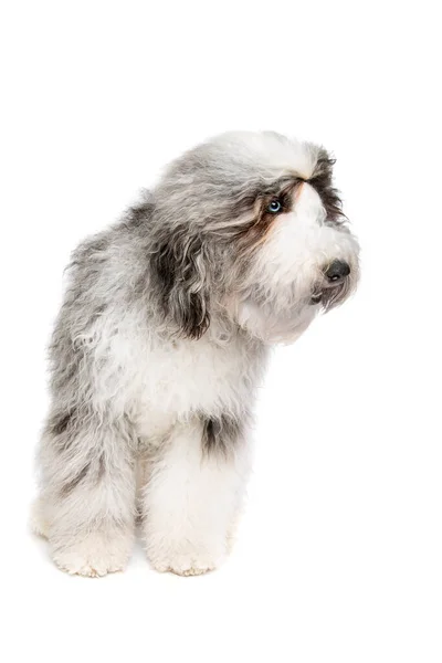 Perro Oveja Delante Fondo Blanco — Foto de Stock