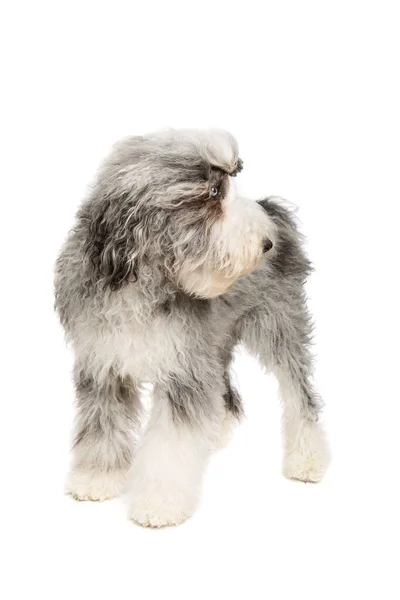 Sheepadoodle Cão Frente Fundo Branco — Fotografia de Stock