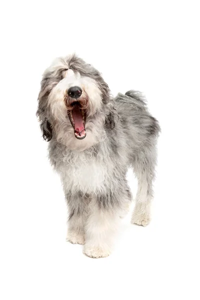 Sheepadoodle Dog Front White Background — Stock Photo, Image