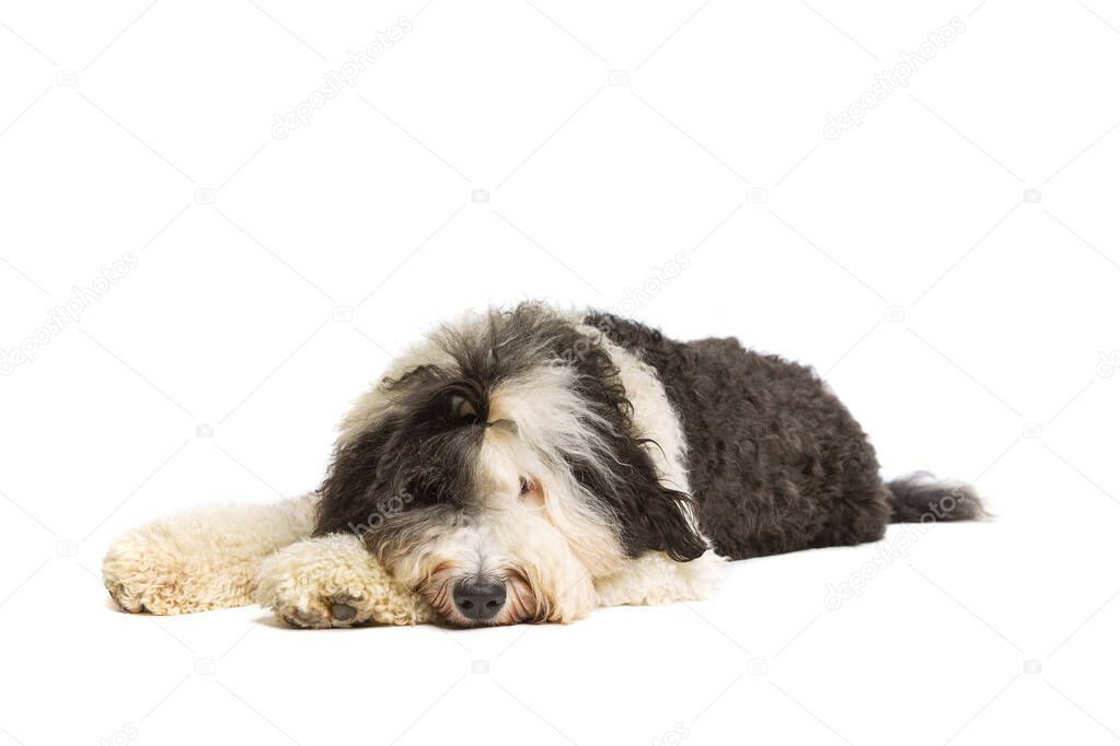 Sheepadoodle dog in front of a white background