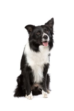 Sınır çoban köpeği beyaz bir arkaplan önünde