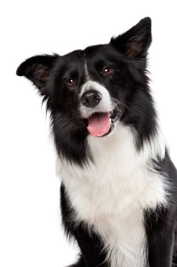 Sınır çoban köpeği beyaz bir arkaplan önünde