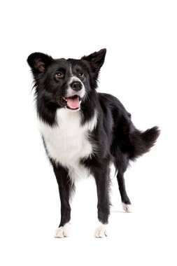 Sınır çoban köpeği beyaz bir arkaplan önünde