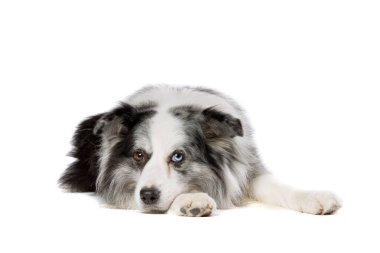 Beyaz bir arkaplan önünde eski mavi merle border collie dog