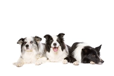 Beyaz arka planda üç adet çoban köpeği.