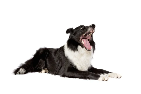 Border Collie Sheepdog Front White Background — Stock Photo, Image