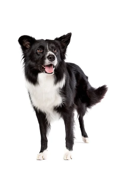 Border Collie Sheepdog Frente Fundo Branco — Fotografia de Stock