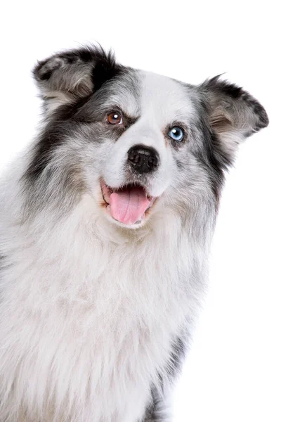 Oude Blauwe Merle Rand Collie Hond Voorkant Van Een Witte — Stockfoto
