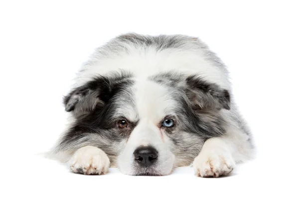 Alter Blue Merle Border Collie Hund Vor Weißem Hintergrund — Stockfoto