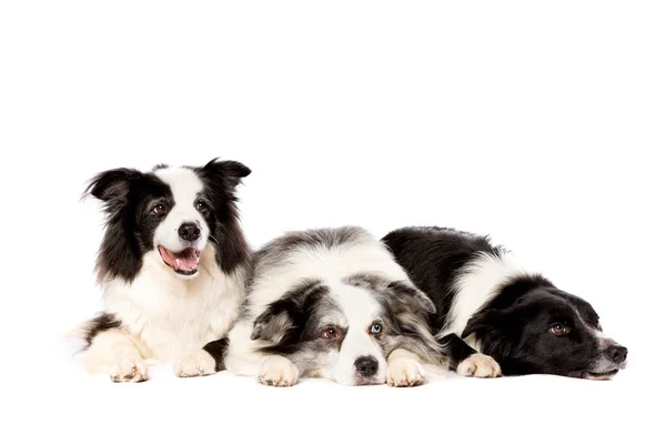 Três Cães Collie Borda Frente Fundo Branco — Fotografia de Stock