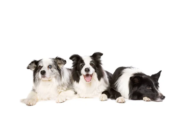 Três Cães Collie Borda Frente Fundo Branco — Fotografia de Stock