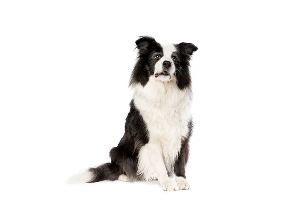 Border Collie Chien Berger Devant Fond Blanc Photo De Stock