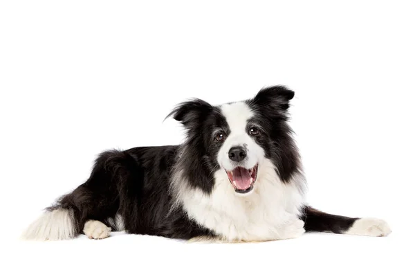 Border Collie Sheepdog Front White Background Stock Picture