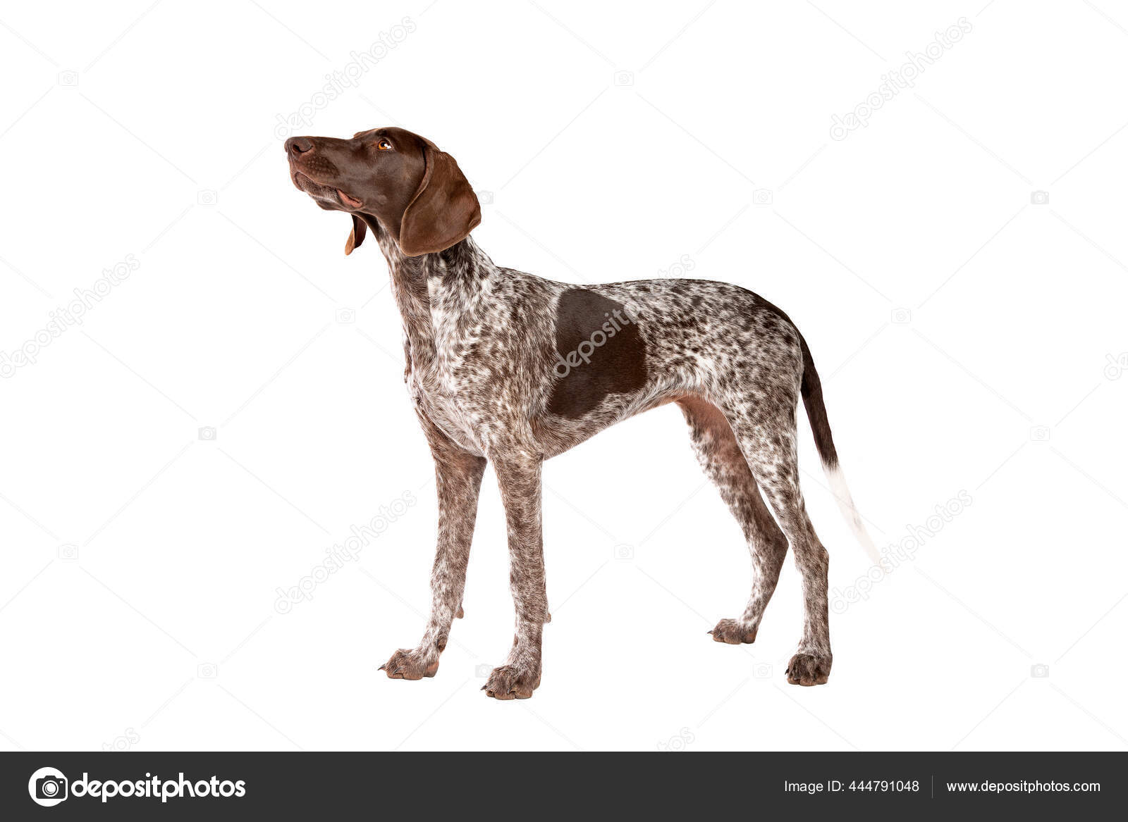 long haired german pointer puppies