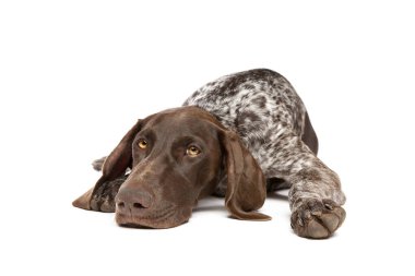 Beyaz arka planda kısa saçlı Alman Pointer köpeği.