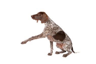 Beyaz arka planda kısa saçlı Alman Pointer köpeği.