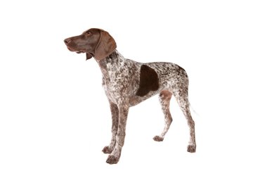 Beyaz arka planda kısa saçlı Alman Pointer köpeği.