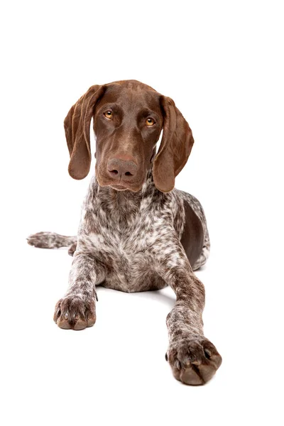 Duits Kortharig Pointer Puppy Voor Een Witte Achtergrond — Stockfoto