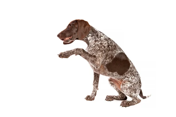 Duits Kortharig Pointer Puppy Voor Een Witte Achtergrond — Stockfoto