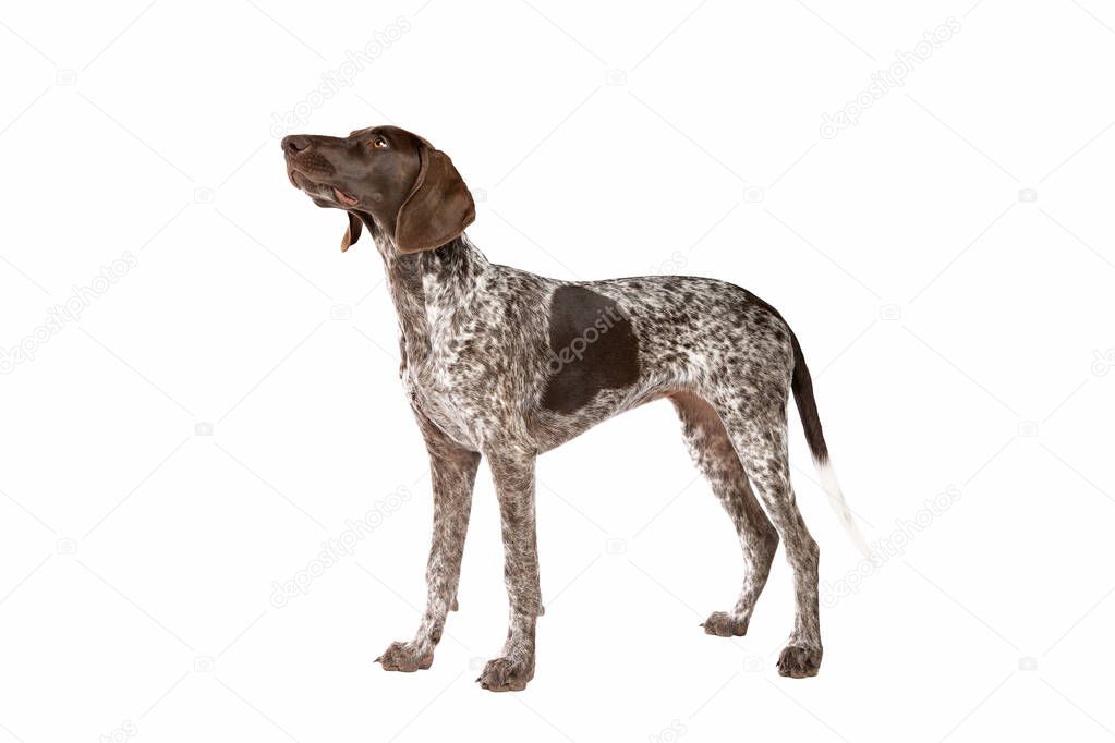 German Short haired Pointer puppy in front of a white background