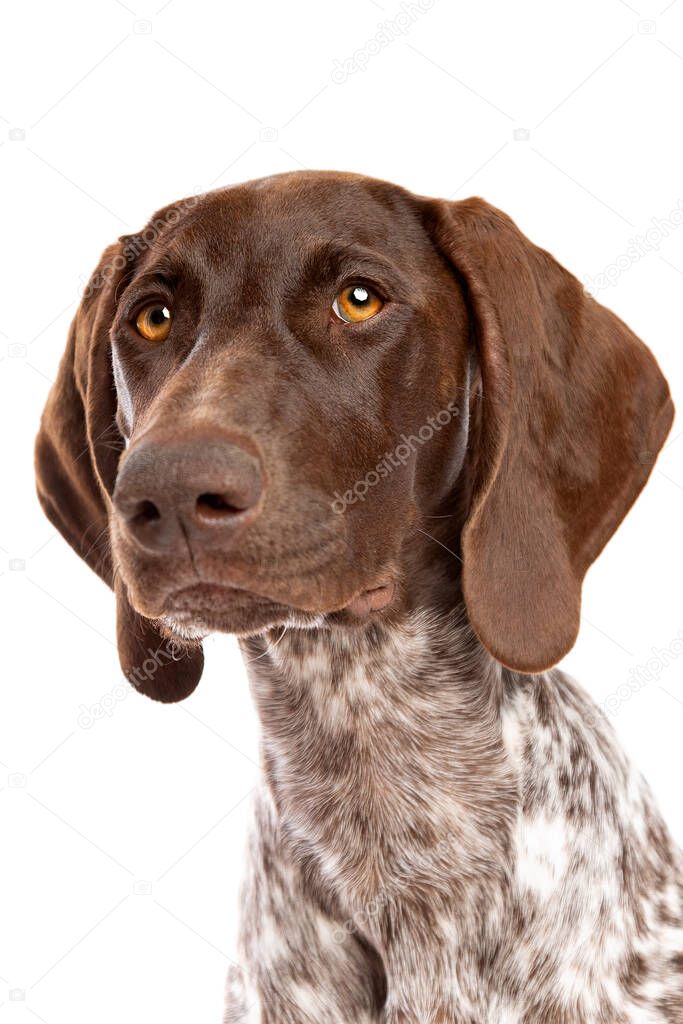German Short haired Pointer puppy in front of a white background