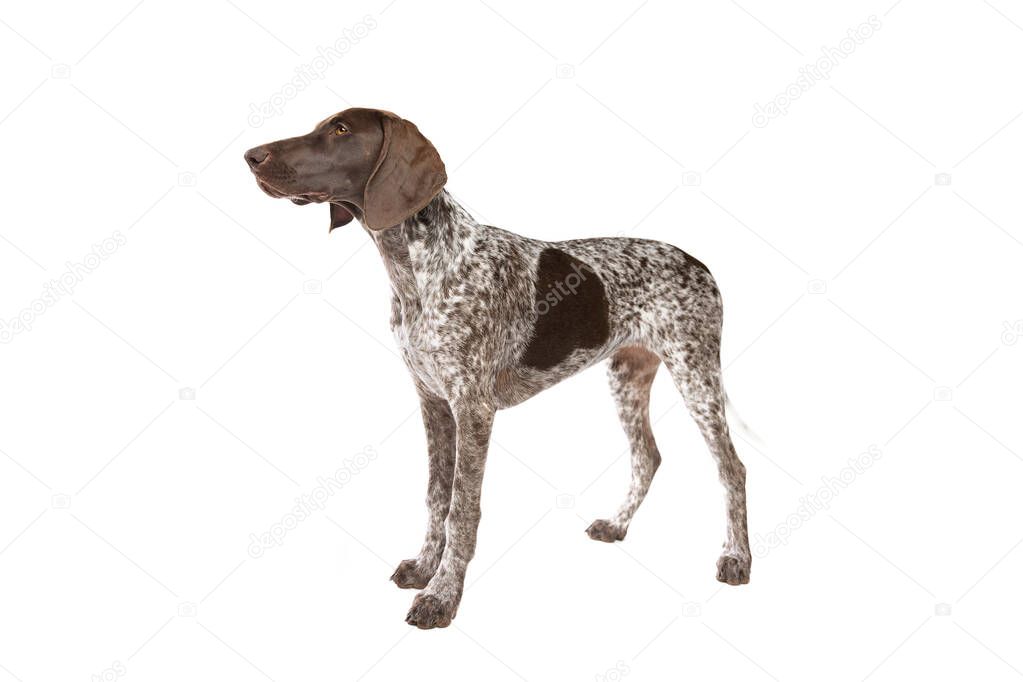 German Short haired Pointer puppy in front of a white background