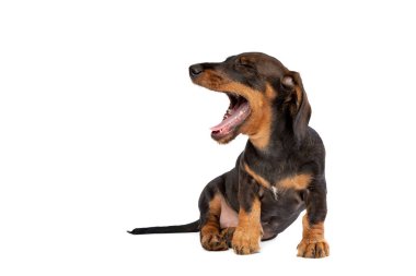 Beyaz arkaplan önünde siyah ve bronz tel saçlı dachshund köpeği.