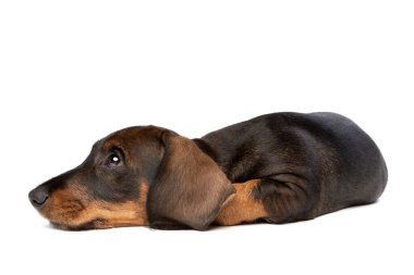 Beyaz arkaplan önünde siyah ve bronz tel saçlı dachshund köpeği.