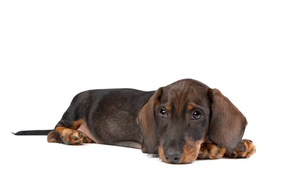 Cachorro Perro Dachshund Pelo Negro Moreno Delante Fondo Blanco —  Fotos de Stock