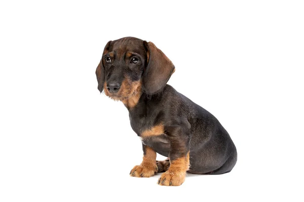 Zwart Bruin Draad Haren Teckel Puppy Voorkant Van Een Witte — Stockfoto