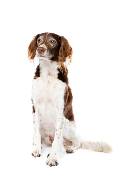 Perro Raza Mixta Delante Fondo Blanco Mezcla Pequeño Munsterlander Holandés — Foto de Stock