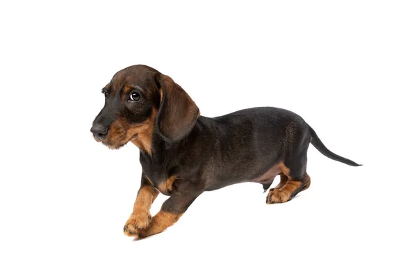 Black Tan Wire Haired Dachshund Puppy Front White Background Stock Image