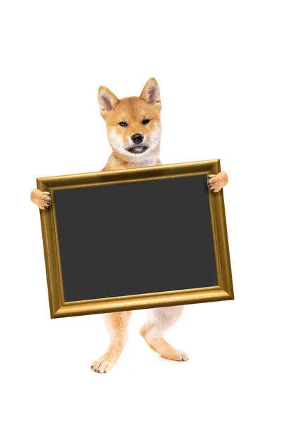 Staande Shiba Inu Puppy Hond Met Een Bordje Schoolbord Gouden — Stockfoto