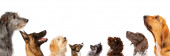 csoport nyolc kutya néz fel, portré profilban.elszigetelt fehér háttér
