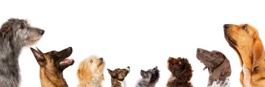 Sekiz köpekten oluşan bir grup yukarı bakıyor, profil olarak portre. Beyaz bir arkaplanda izole edilmiş.