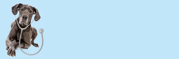 Nagy Dán Kutya Sztetoszkóppal Fülben Elszigetelt Kék Hátterű Kisállat Egészségügyi Stock Kép