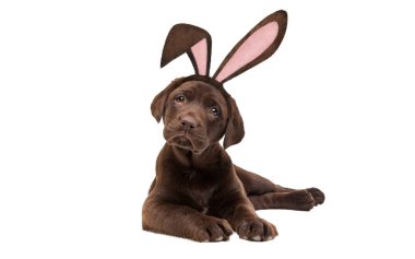 Beyaz arka planda tavşan kulaklı çikolatalı Labrador yavru köpeği..