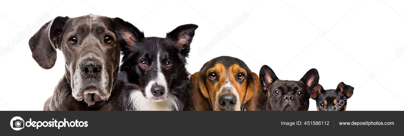 Five Different Size Dogs Isolated White Background Stock Photo by