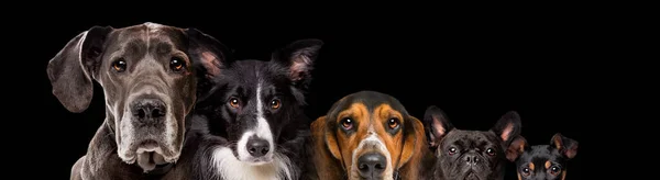 Пять Собак Разного Размера Изолированных Черном Фоне — стоковое фото